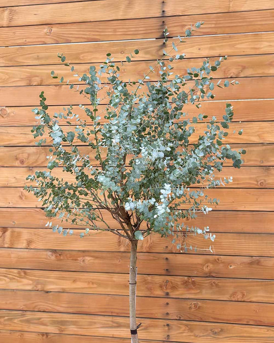 Eukalyptus – Eucalyptus gunnii ‘Azura’