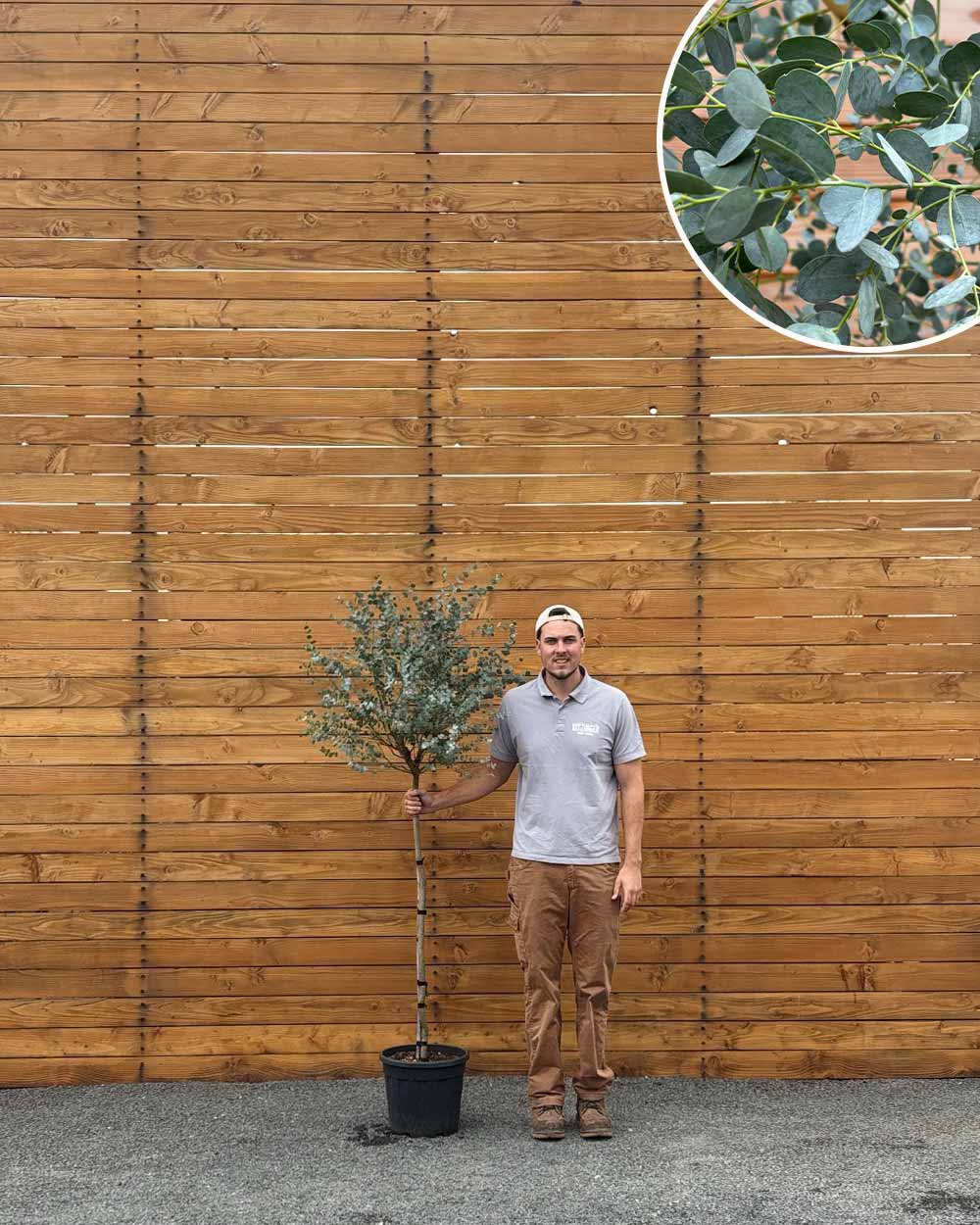 Eukalyptus – Eucalyptus gunnii ‘Azura’