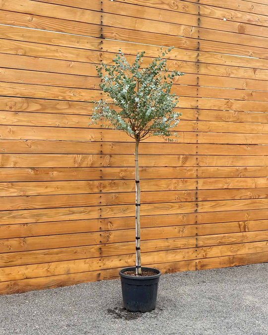 Eukalyptus – Eucalyptus gunnii ‘Azura’