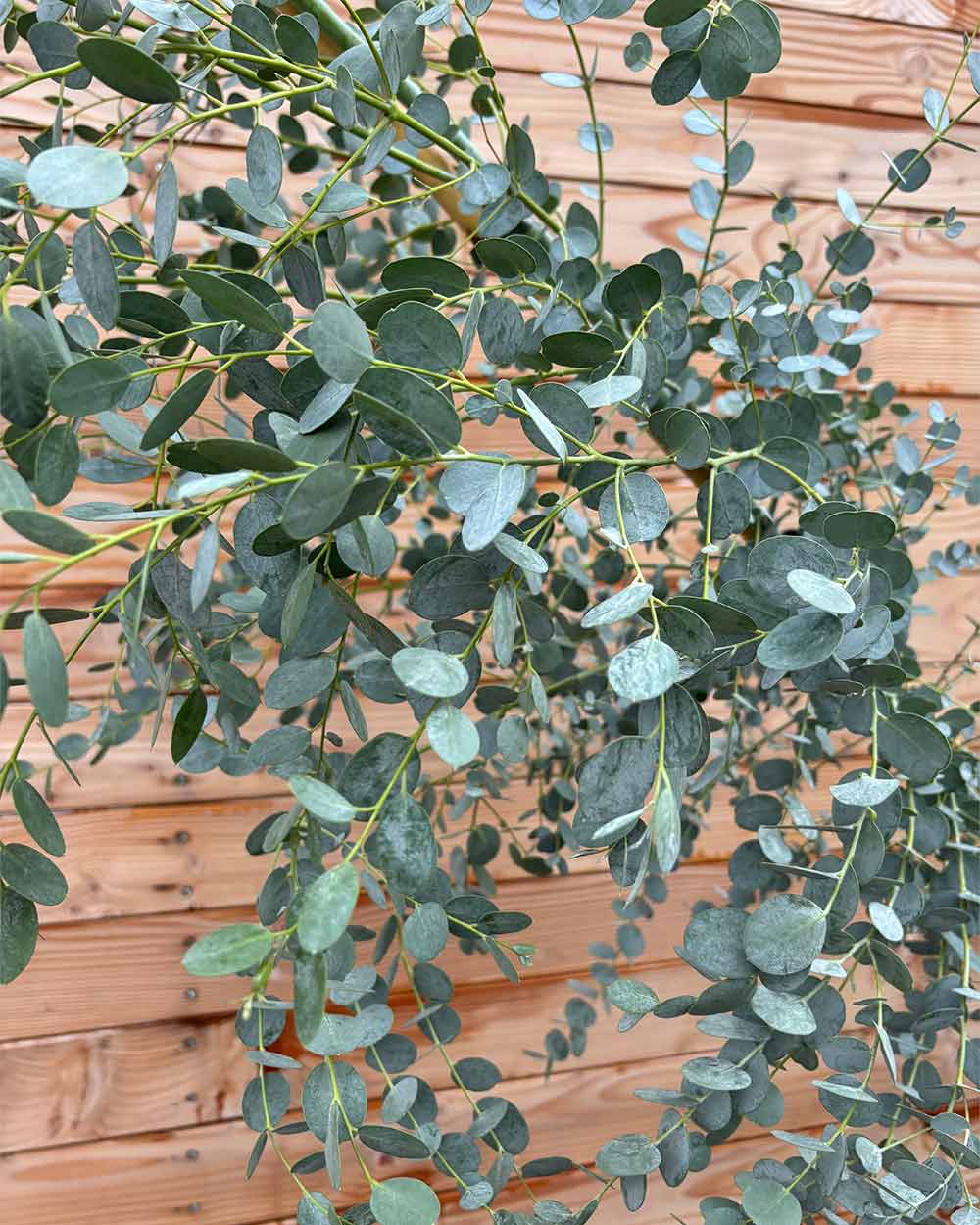 Eukalyptus Hochstamm