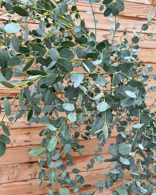 Eukalyptus Hochstamm