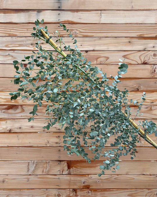 Eukalyptus Hochstamm