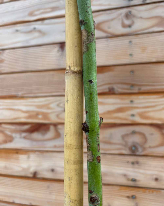 Eukalyptus Hochstamm