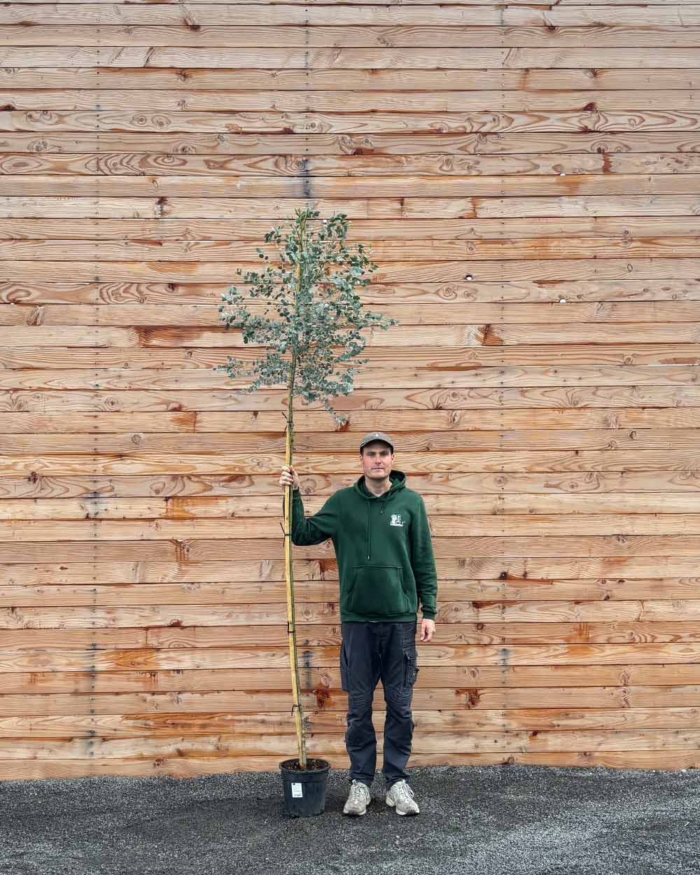 Eukalyptus Hochstamm
