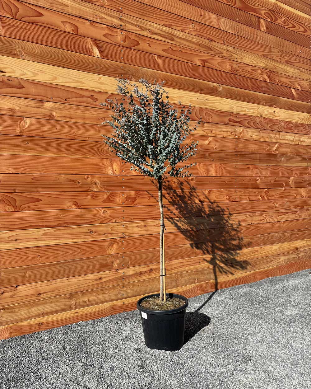 Winterharter Eukalyptus „Gunnii Azura“ Halbstamm