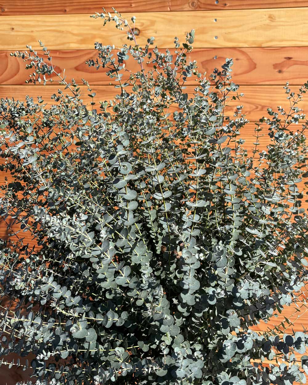 Winterharter Eukalyptus „Gunnii Azura“ Busch Mehrstämmig