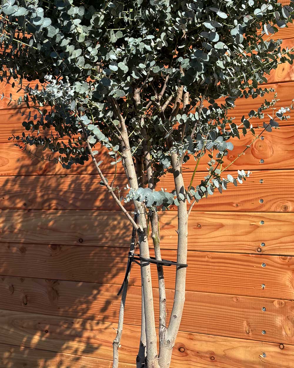 Winterharter Eukalyptus „Gunnii Azura“ Busch Mehrstämmig