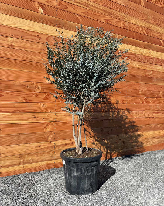 Winterharter Eukalyptus „Gunnii Azura“ Busch Mehrstämmig