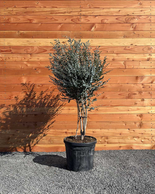 Winterharter Eukalyptus „Gunnii Azura“ Busch Mehrstämmig