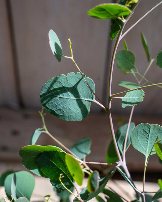 Eukalyptus Populnea