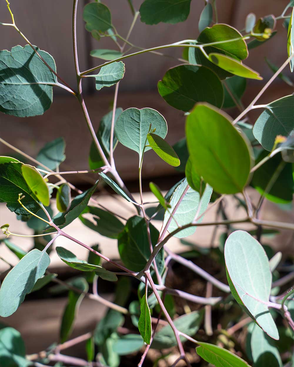 Eukalyptus Populnea