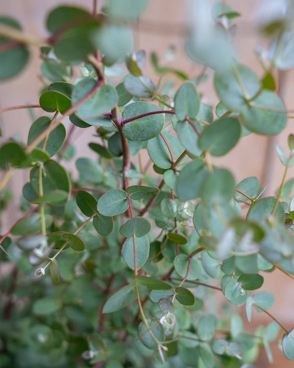 Detailaufnahme der runden, silbrig gefärbten Blätter des Eukalyptus Compact Silver
