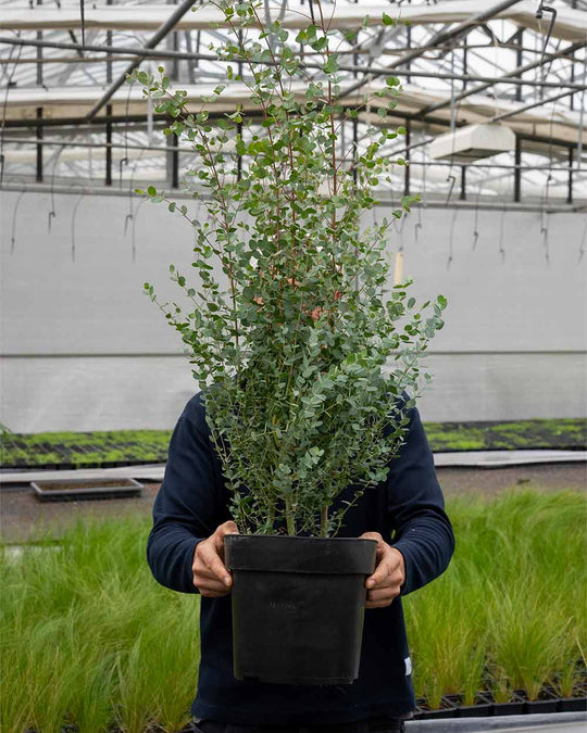Eukalyptus 'Compact Silver'