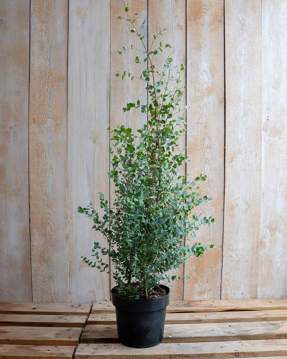 Eukalyptus 'Compact Silver'