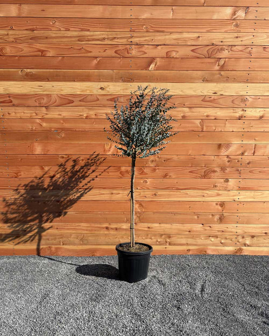 Winterharter Eukalyptus „Gunnii Azura“ Halbstamm