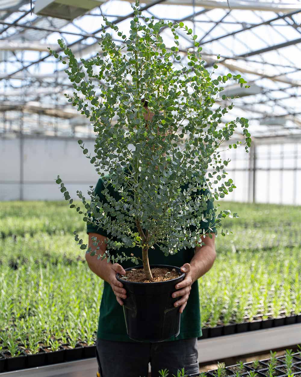 Winterharter Eukalyptus 'Gunnii Azura' M