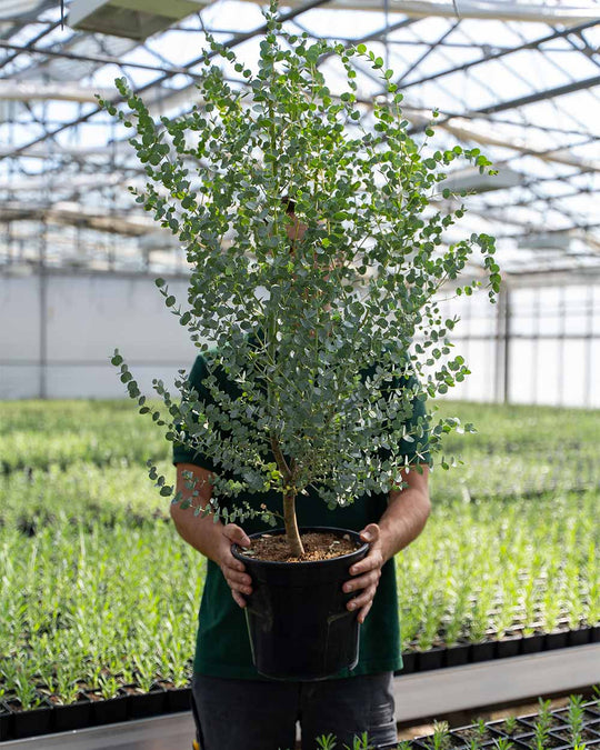 Winterharter Eukalyptus 'Gunnii Azura' M