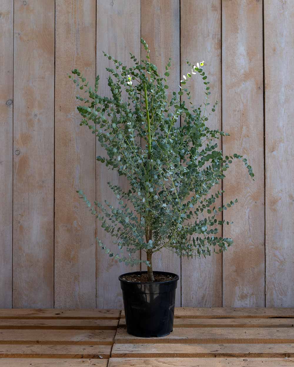 Winterharter Eukalyptus 'Gunnii Azura' M