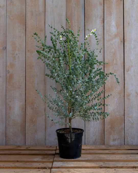 Winterharter Eukalyptus 'Gunnii Azura' M
