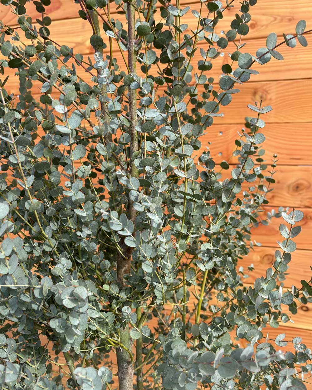 Winterharter Eukalyptus „Gunnii Azura“ Busch XXL