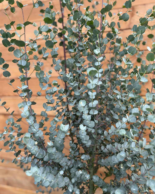 Winterharter Eukalyptus „Gunnii Azura“ Busch L