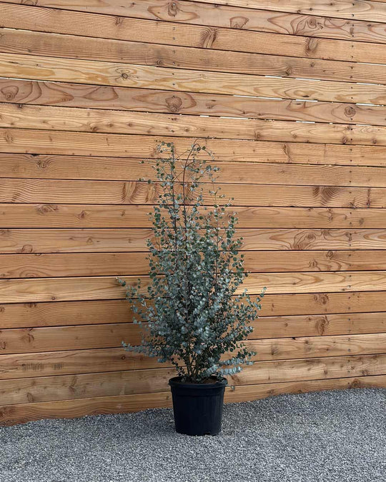 Winterharter Eukalyptus „Gunnii Azura“ Busch L