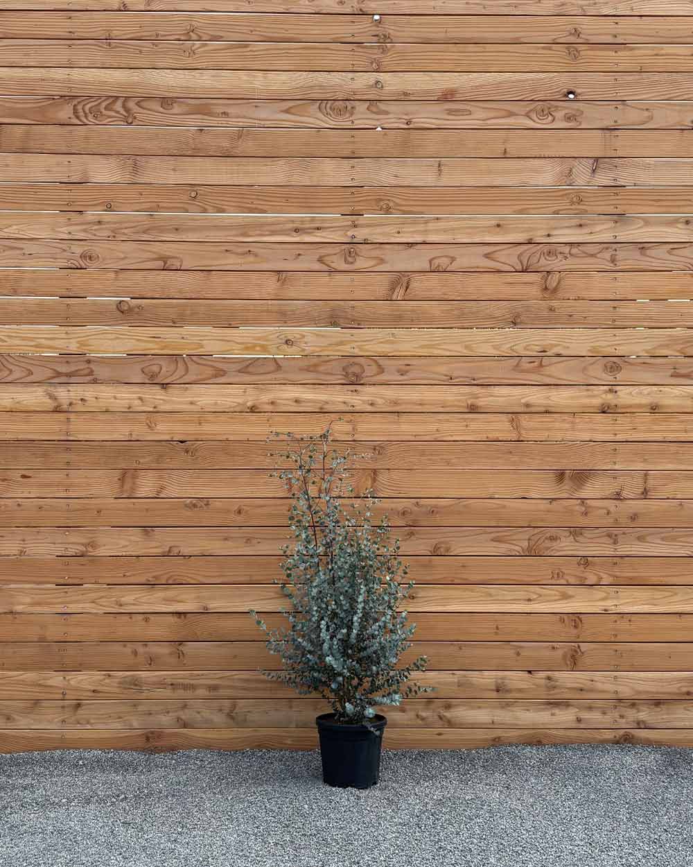 Winterharter Eukalyptus „Gunnii Azura“ Busch L
