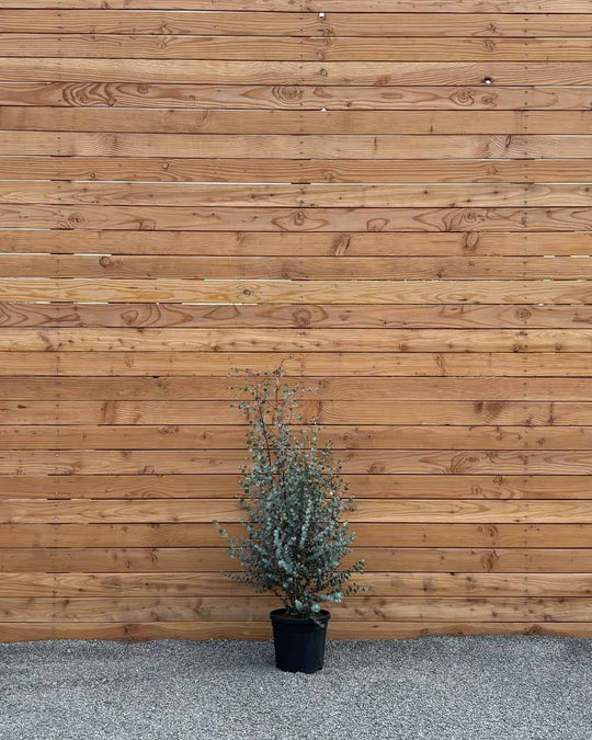 Winterharter Eukalyptus „Gunnii Azura“ Busch L