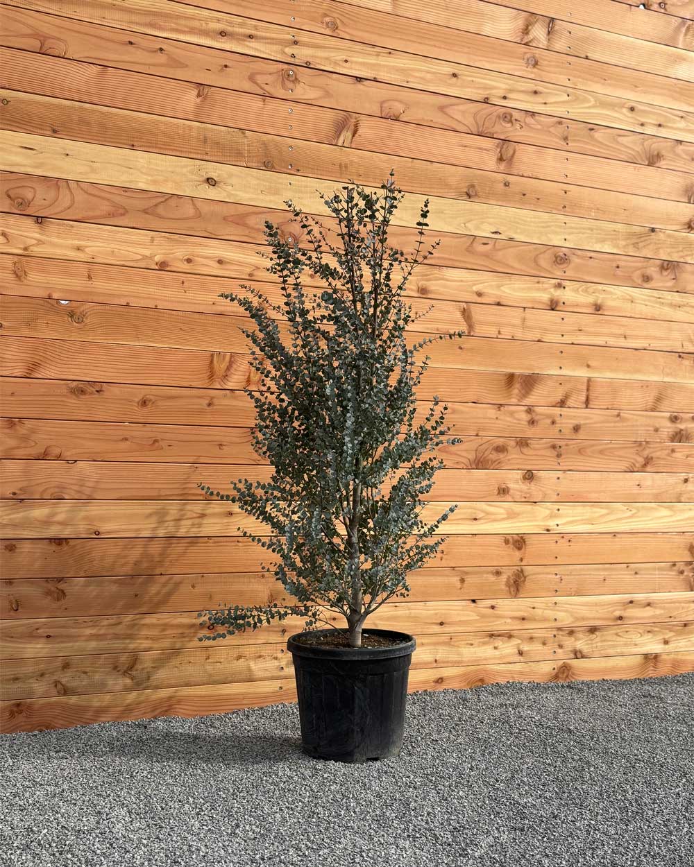 Winterharter Eukalyptus „Gunnii Azura“ Busch XXL