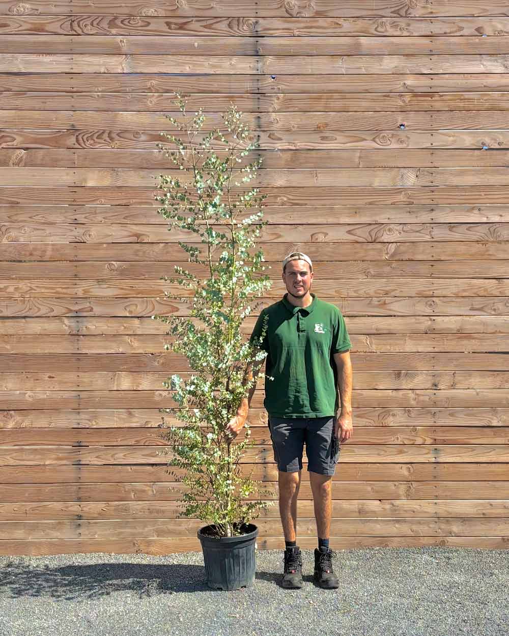 Eukalyptus – Eucalyptus gunnii 'Azura' (Busch) – Blupf by Kitzinger