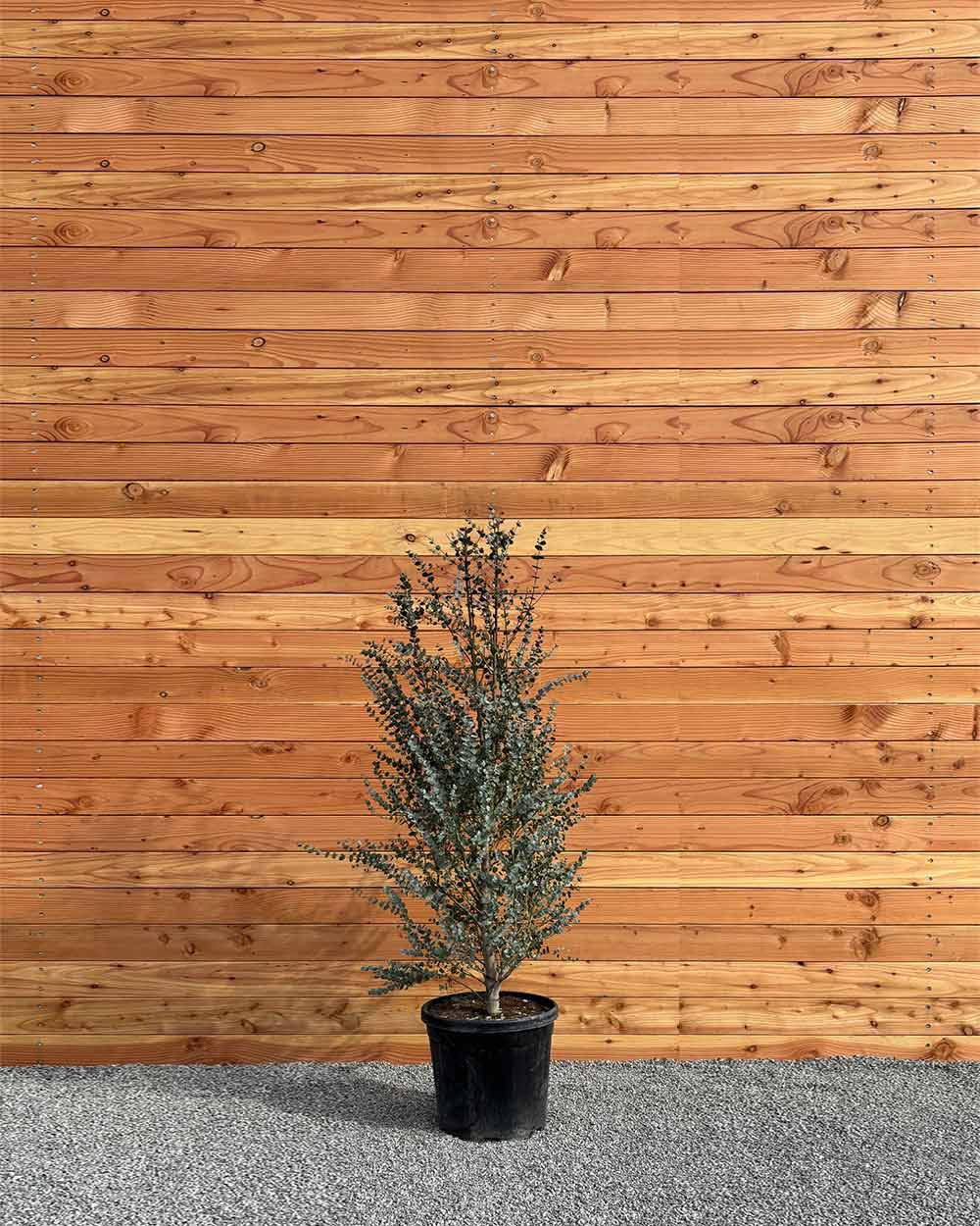 Winterharter Eukalyptus „Gunnii Azura“ Busch XXL