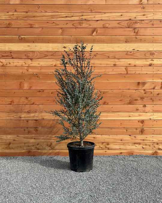 Winterharter Eukalyptus „Gunnii Azura“ Busch XXL
