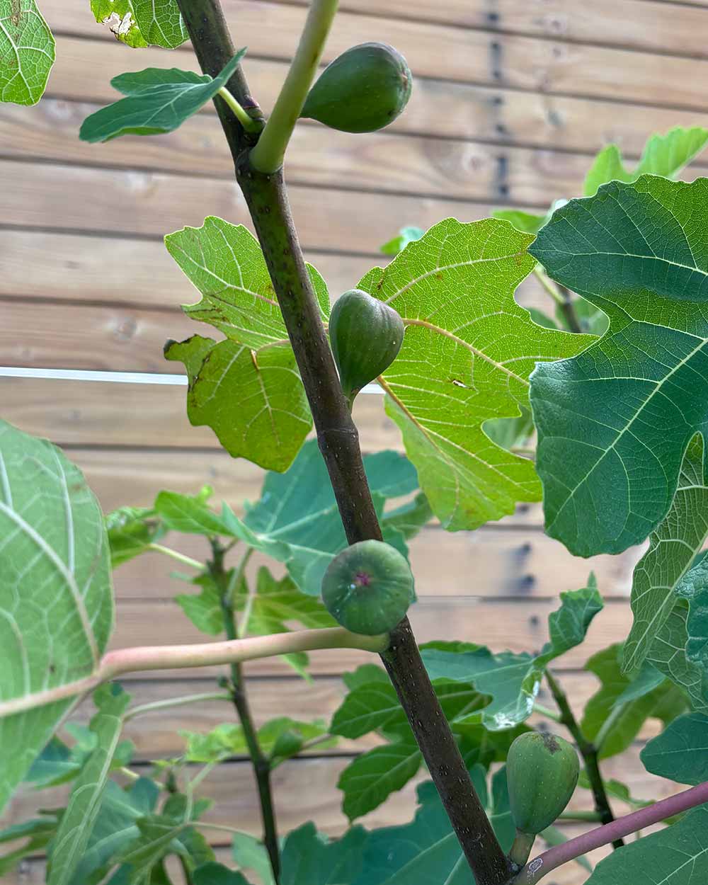 Feigenbaum – Ficus carica ‘Coll de Dama Negra’