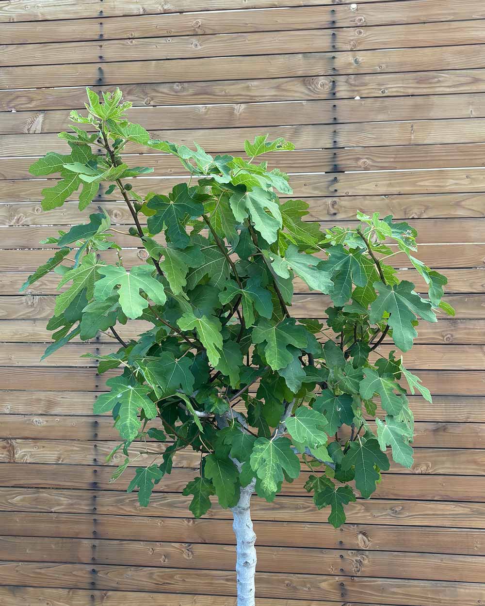 Feigenbaum – Ficus carica ‘Coll de Dama Negra’