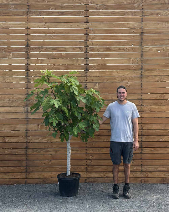 Feigenbaum – Ficus carica ‘Coll de Dama Negra’