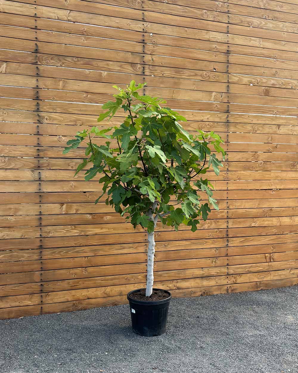 Feigenbaum – Ficus carica ‘Coll de Dama Negra’