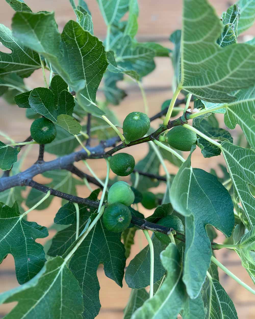 Feigenbusch – Ficus carica ‘Bornholm’