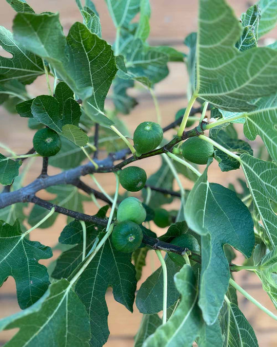 Feigenbusch – Ficus carica ‘Bornholm’