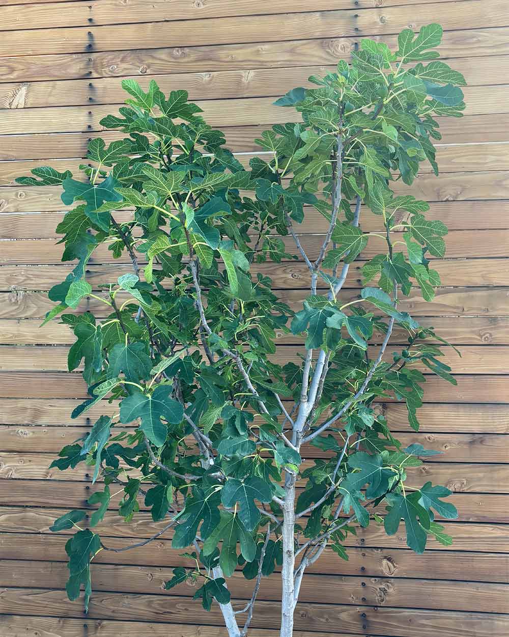 Feigenbusch – Ficus carica ‘Bornholm’