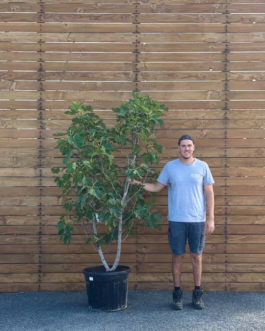 Feigenbusch – Ficus carica ‘Bornholm’