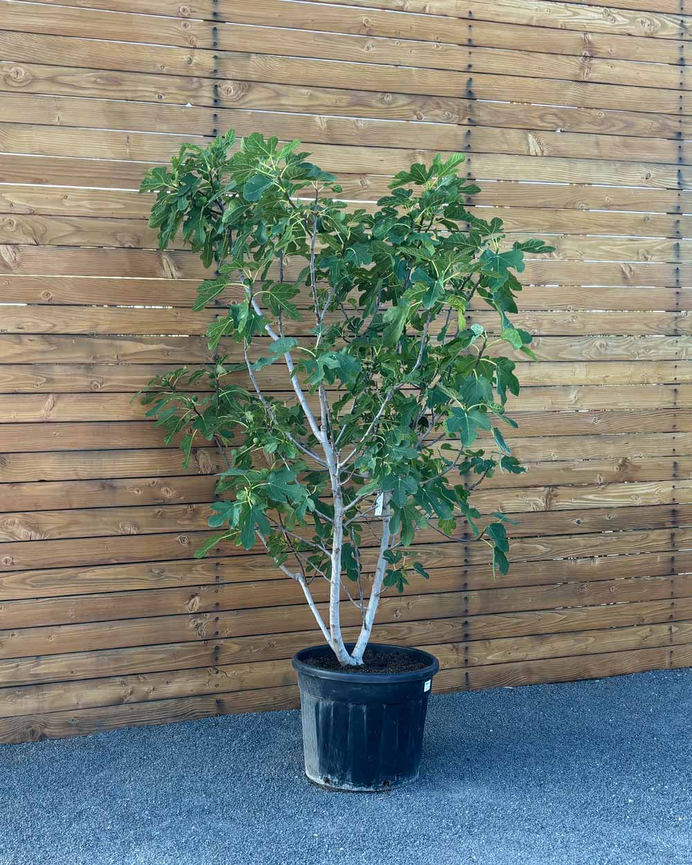 Feigenbusch – Ficus carica ‘Bornholm’