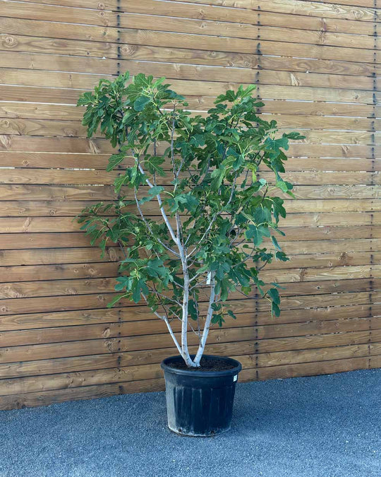 Feigenbusch – Ficus carica ‘Bornholm’