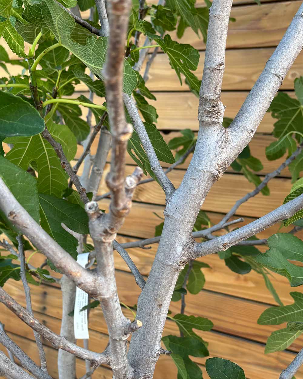 Feigenbusch – Ficus carica ‘Bornholm’