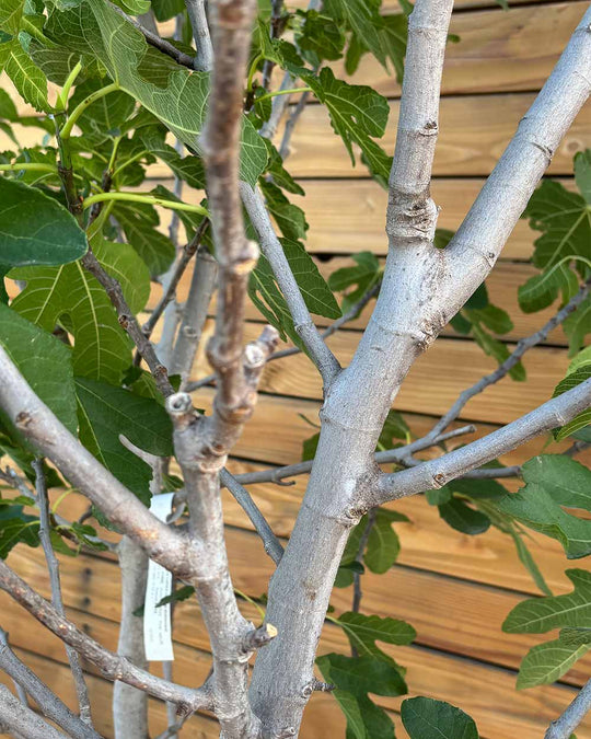 Feigenbusch – Ficus carica ‘Bornholm’