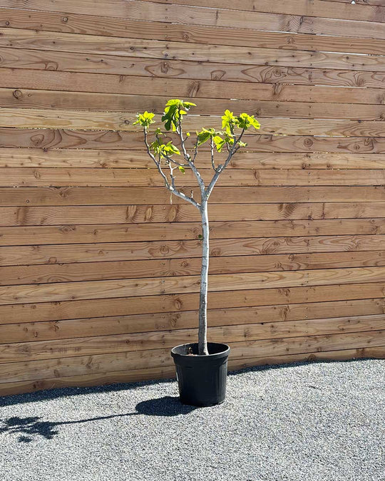 Feigenbaum L Grüne Frucht