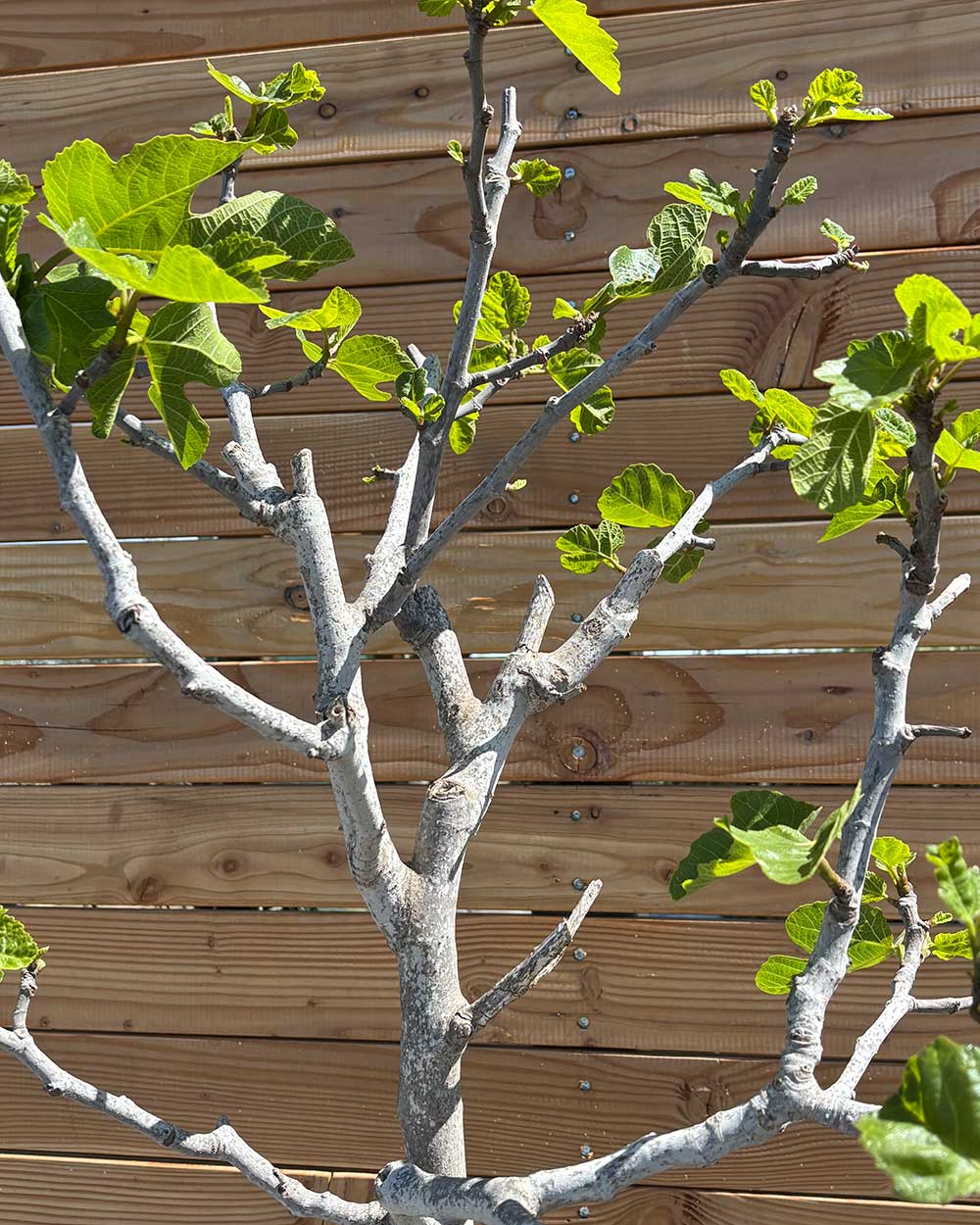 Feigenbaum L Violette Frucht