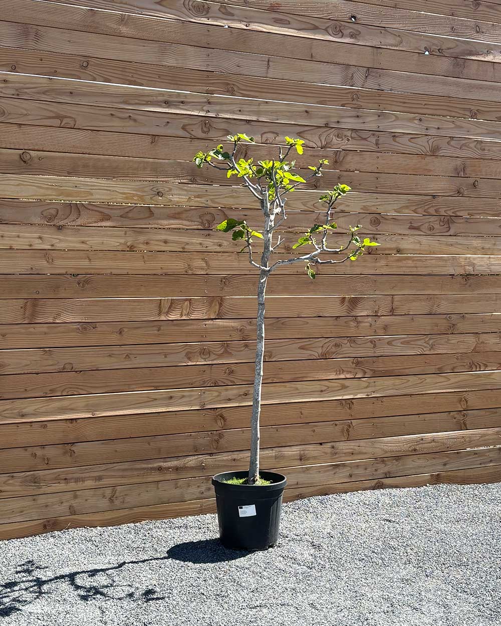 Feigenbaum L Violette Frucht