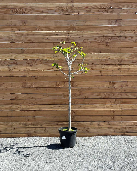 Feigenbaum L Violette Frucht