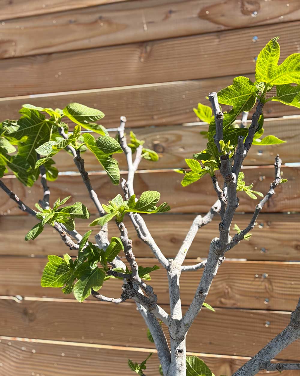 Feigenbaum XL Grüne Frucht