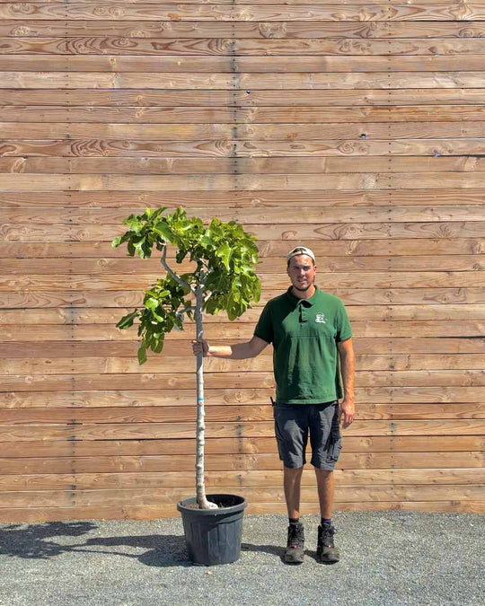 Feigenbaum XL Grüne Frucht